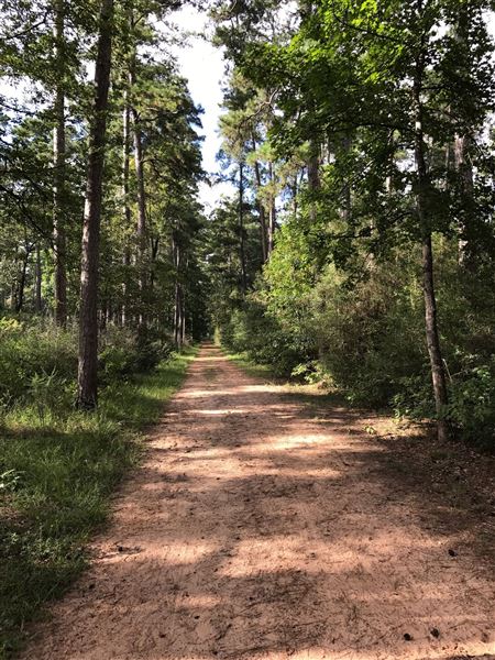 W G Jones State Forest (6/27/2019)