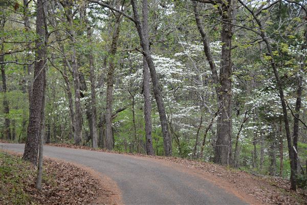 Davey Dogwood Park (7/8/2019 - Credits: Palestine Visitors Center)