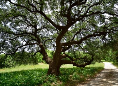 Wimberley Getaways - Rivers Edge (6/21/2019)