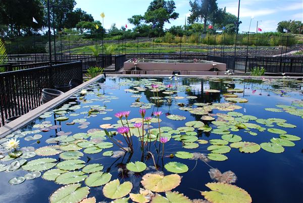 International Waterlily Collection (6/13/2019)