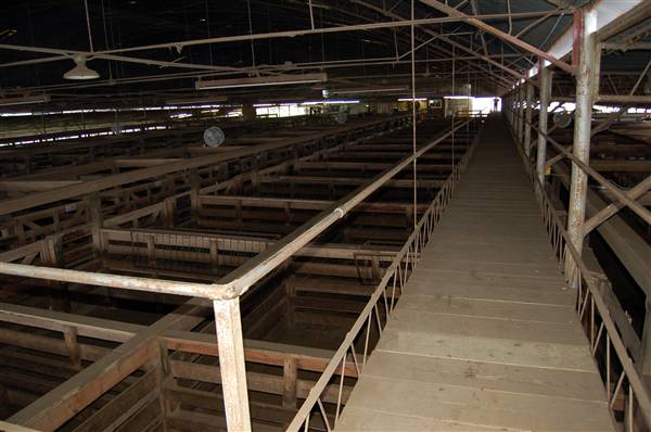 Navasota Livestock Auction (9/15/2009)