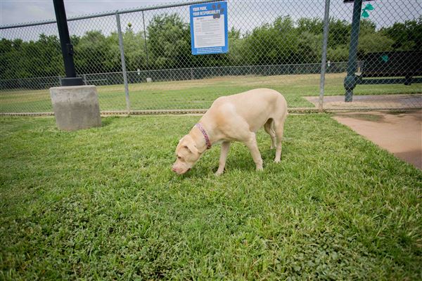 Tails 'N Trails Dog Park (5/1/2023 - Credits: Owner)