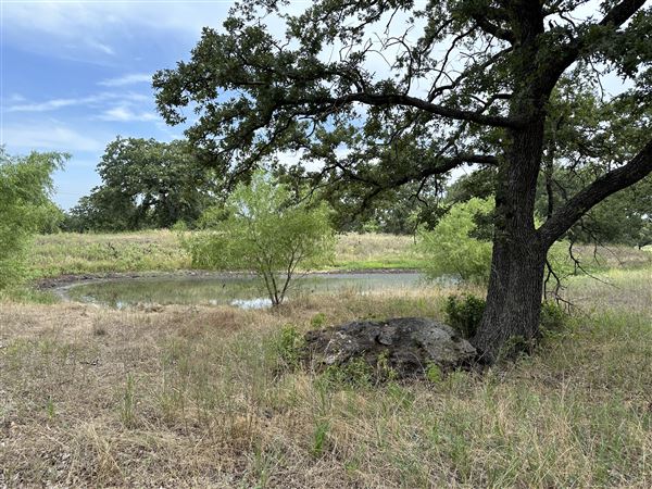 Fairlea Longhorn Ranch (7/20/2023 - Credits: K.Beck)