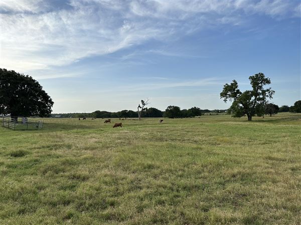 Fairlea Longhorn Ranch (7/20/2023 - Credits: K.Beck)