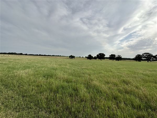 Fairlea Longhorn Ranch (7/20/2023 - Credits: K.Beck)