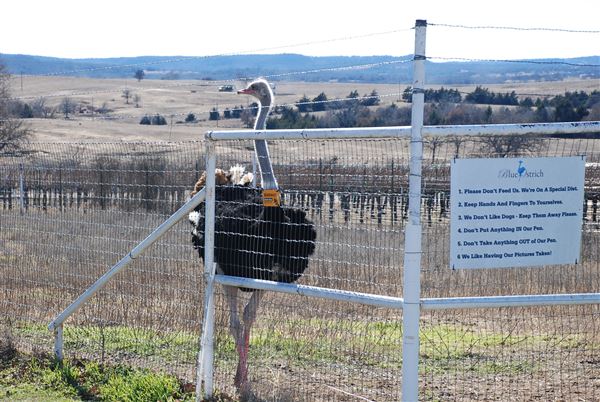 Blue Ostrich Winery & Vineyard (1/27/2023 - Credits: Gabriel Ornelas)