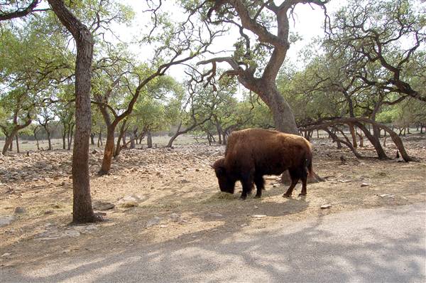 Natural Bridge Wildlife Ranch (4/7/2011)