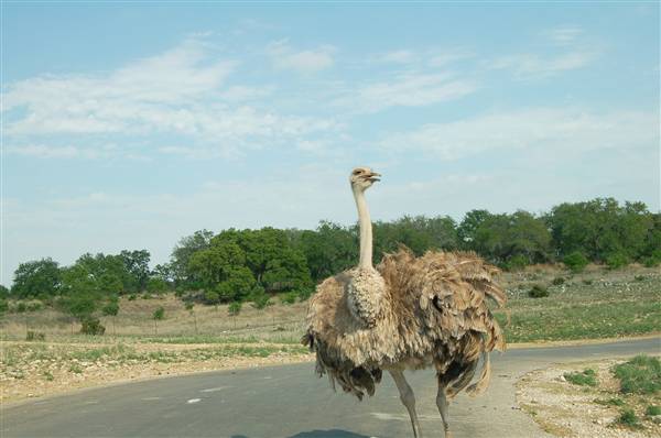 Natural Bridge Wildlife Ranch (4/7/2011)
