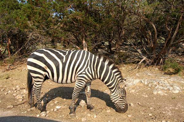 Natural Bridge Wildlife Ranch (4/7/2011)