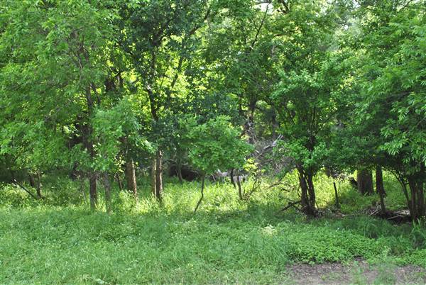 Phil Hardberger Park (4/7/2012)