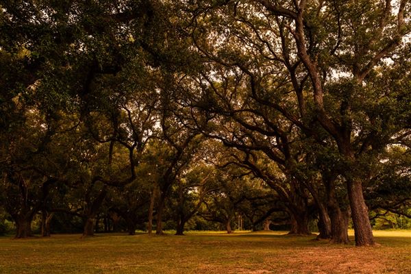 The Oaks of Anahuac (8/8/2025 - Credits: Jeff Fitlow Photography)