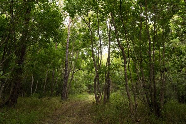 The Oaks of Anahuac (8/8/2025 - Credits: Jeff Fitlow Photography)