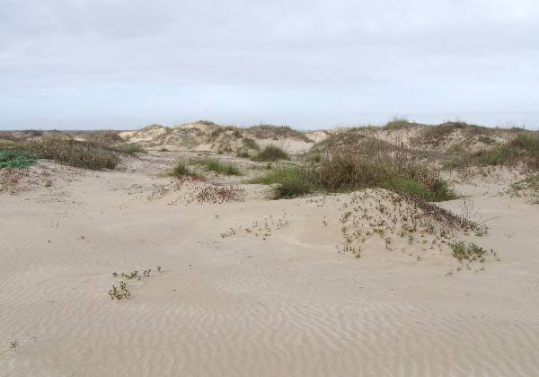 Boca Chica Beach & Dunes (3/2/2005)