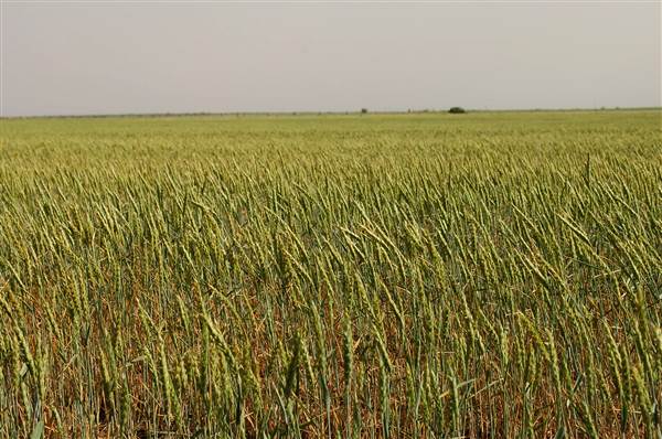 Wheat Field on SH114 (4/29/2014)