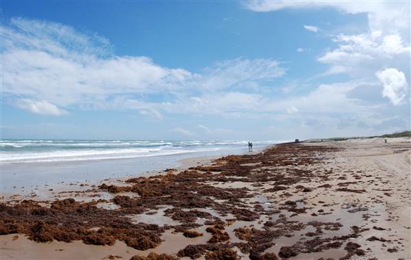 Boca Chica Beach & Dunes (9/25/2014)