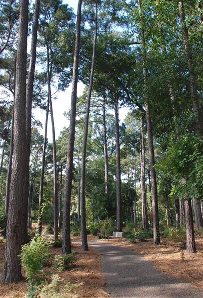 Gayla Mize Garden (11/11/2014)