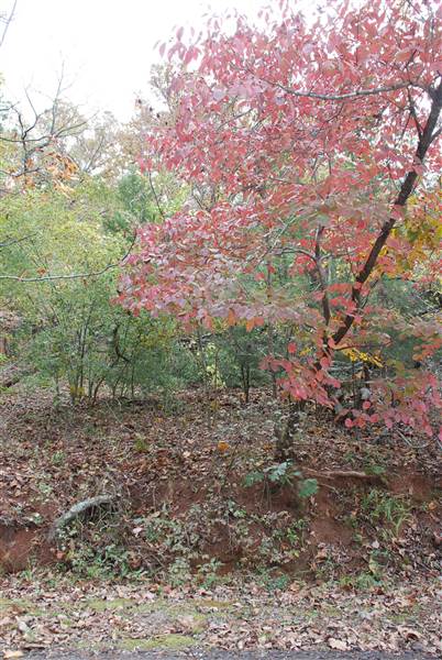 Davey Dogwood Park (11/13/2014)
