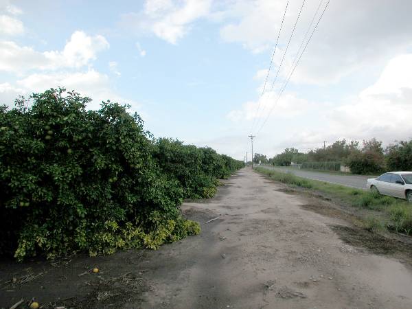 Grapefruit Orchard (9/16/2002)