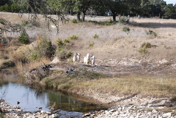Longhorn River Ranch (12/9/2015)