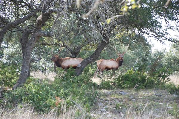 Longhorn River Ranch (12/9/2015)