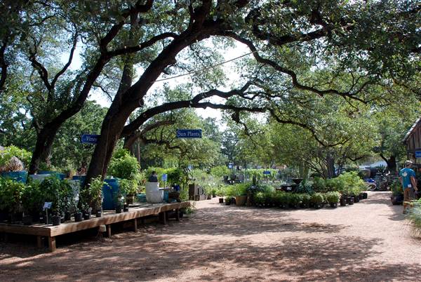 Hill Country Water Gardens & Nursery (8/11/2017)