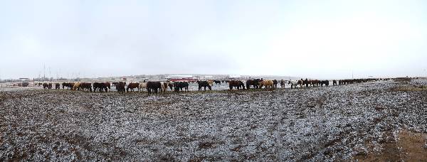 Mendota Ranch (12/13/2007)