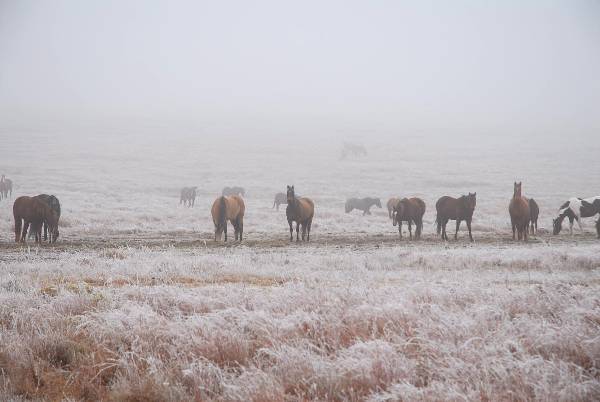Mendota Ranch (12/13/2007)