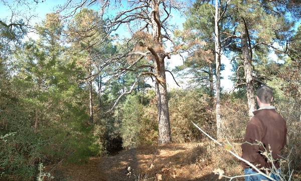 McKinney Roughs Nature Park (1/17/2008)