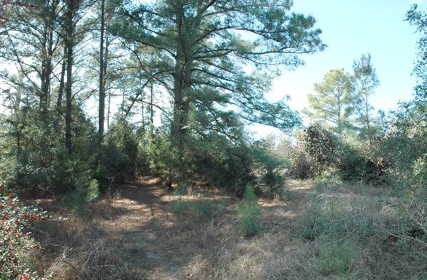McKinney Roughs Nature Park (1/17/2008)