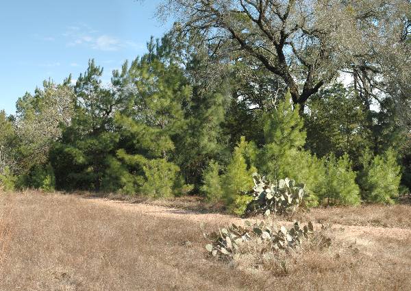 McKinney Roughs Nature Park (1/17/2008)