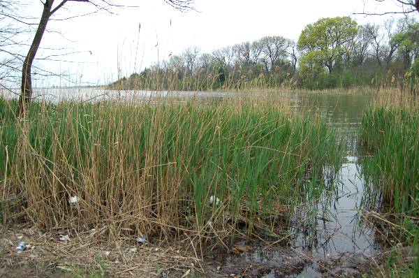 Windsurf Bay Park (3/27/2008)