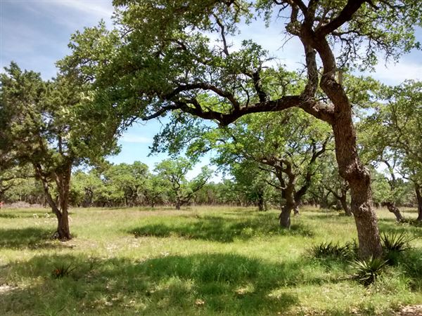 The Cedars Ranch (3/20/2019 - Credits: Mark Hemmings)