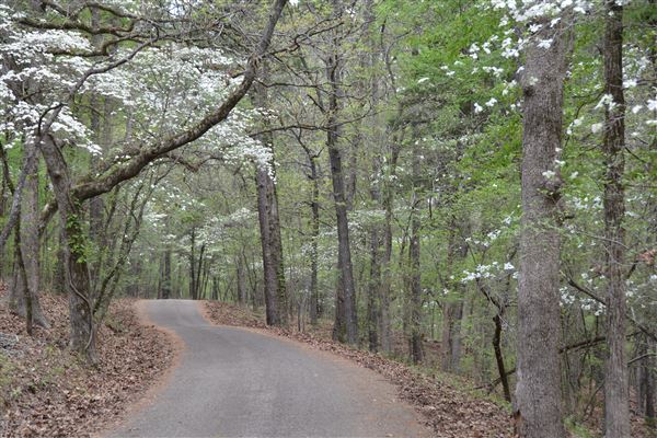Davey Dogwood Park (7/8/2019 - Credits: Palestine Visitors Center)