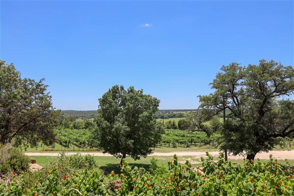 Bluff Dale Vineyards (7/17/2019 - Credits: Stephenville Tourism & Visitors Bureau)