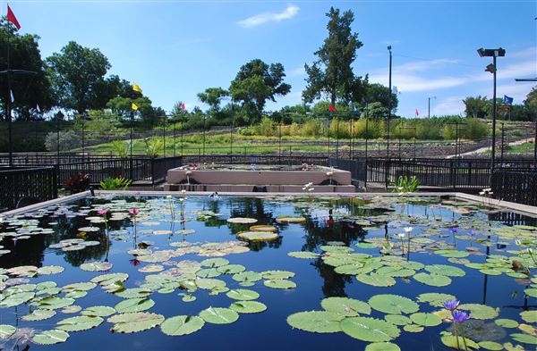 International Waterlily Collection (6/13/2019)