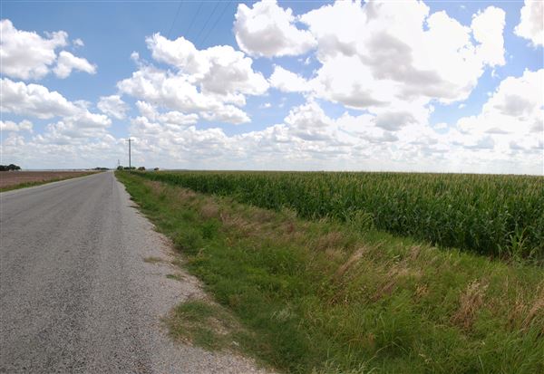 Corn Fields on Hwy 87 (6/13/2019)
