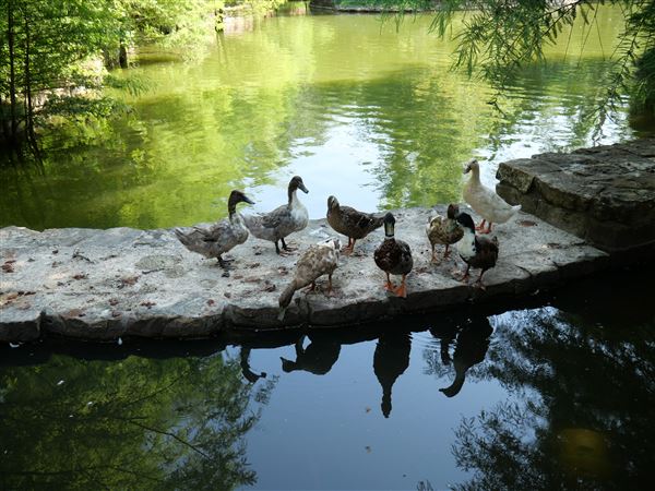 Clark Gardens Botanical Park (7/16/2019)