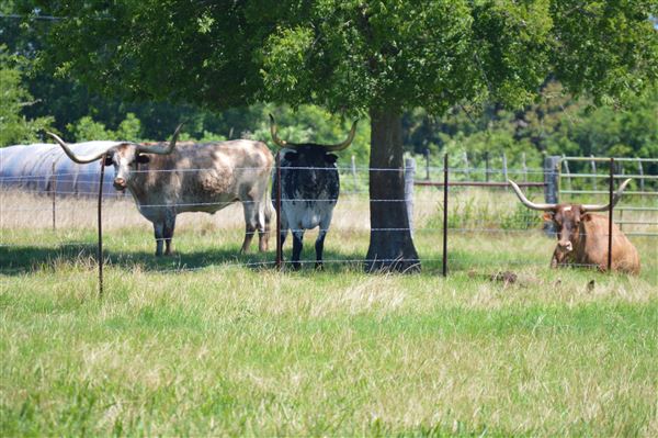 Cedar Isle Ranch (6/8/2020 - Credits: Mexia EDC)