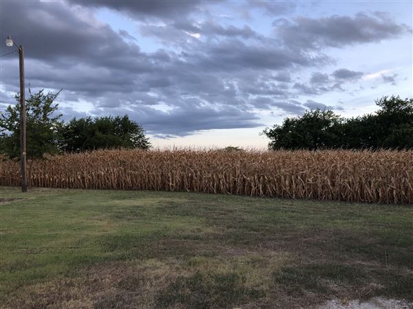 Gil Farmhouse & Cornfield (7/28/2020 - Credits: Dana Gil)
