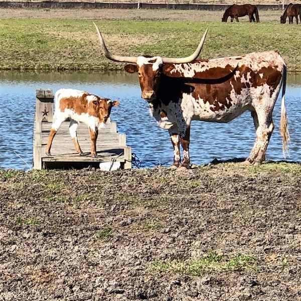 The Rustoration Ranch (8/2/2020 - Credits: Self)