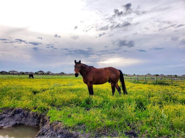 The Rustoration Ranch (8/2/2020 - Credits: Self)