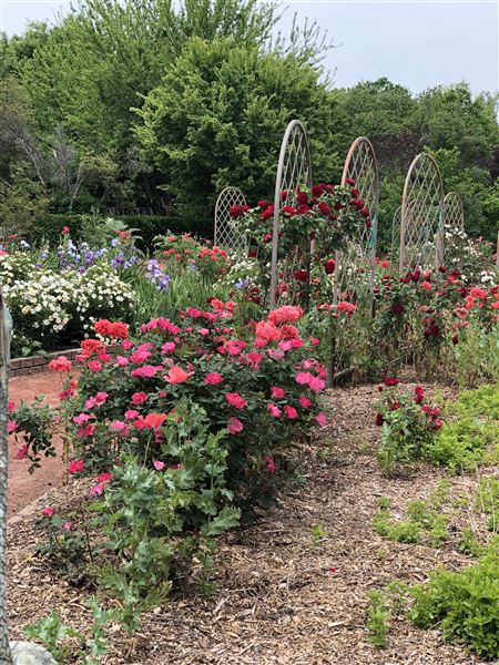 Clark Gardens Botanical Park (1/11/2021)