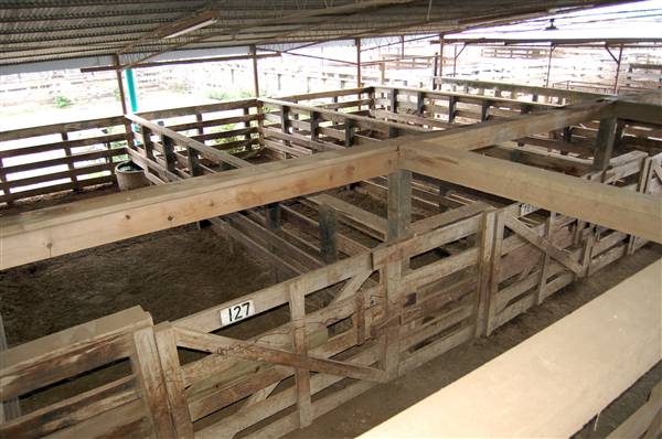 Navasota Livestock Auction (9/15/2009)