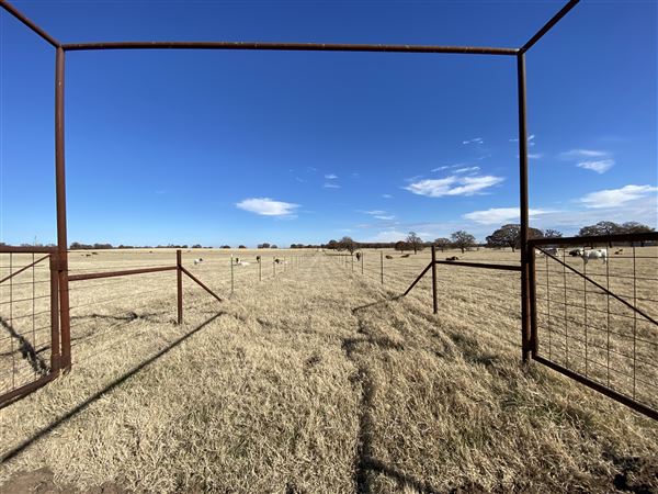 Fairlea Longhorn Ranch (12/7/2022)