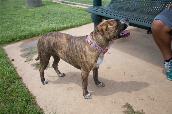 Tails 'N Trails Dog Park (5/1/2023 - Credits: Owner)