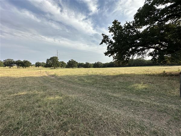 Fairlea Longhorn Ranch (7/20/2023 - Credits: K.Beck)