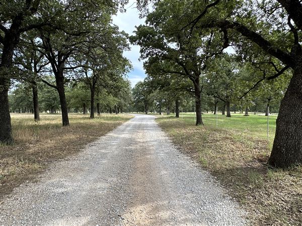 Fairlea Longhorn Ranch (7/20/2023 - Credits: K.Beck)