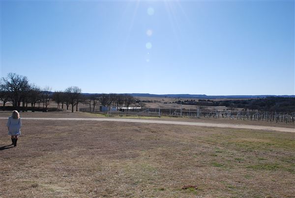 Blue Ostrich Winery & Vineyard (1/27/2023 - Credits: Gabriel Ornelas)