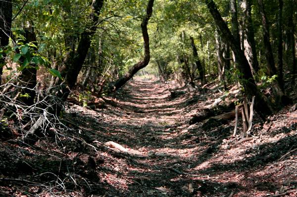 Mineola Nature Preserve (2/11/2009 - Credits: FFTX)