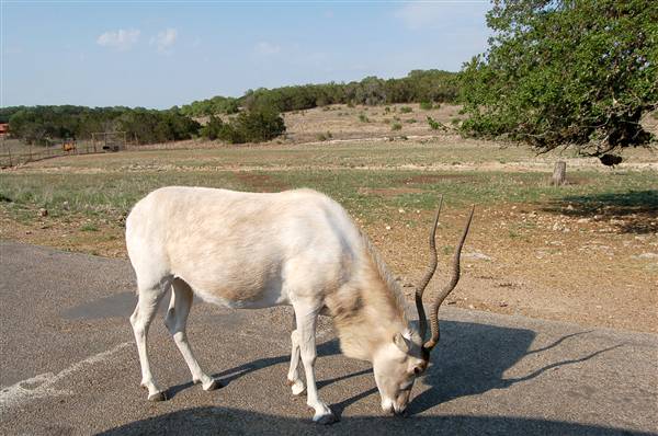 Natural Bridge Wildlife Ranch (4/7/2011)